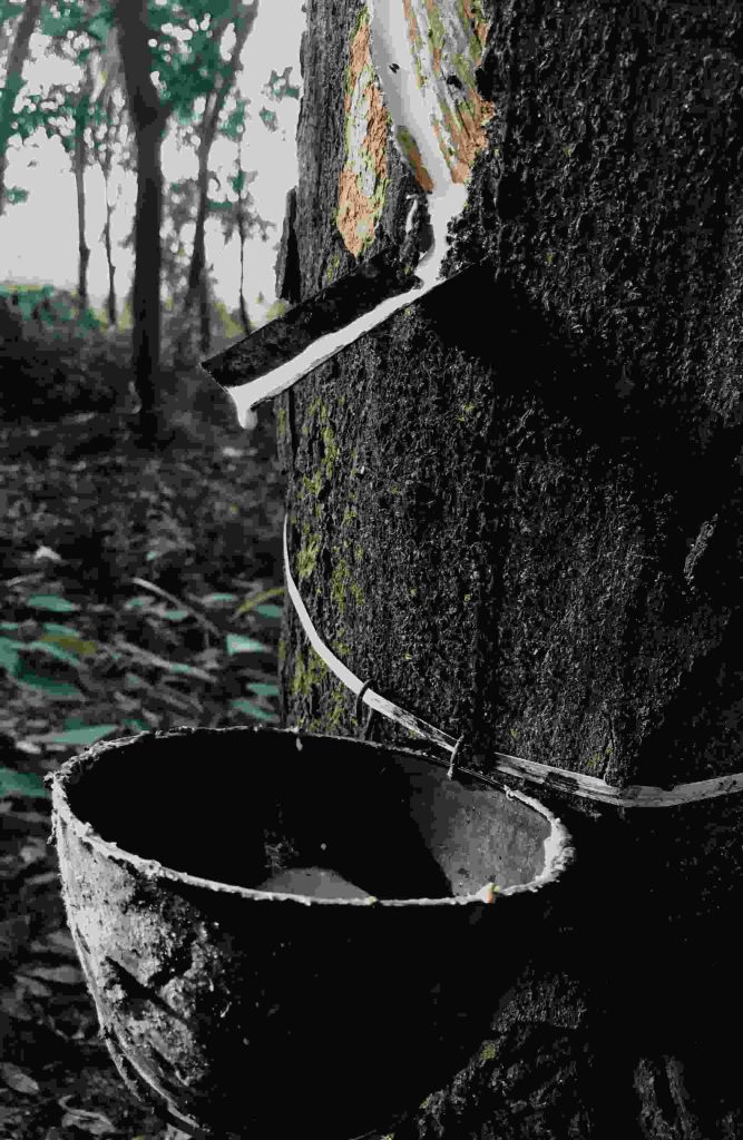 Foto oleh Basi Kalathingal : https://www.pexels.com/id-id/foto/batang-pohon-ember-tembakan-vertikal-merapatkan-9450008/