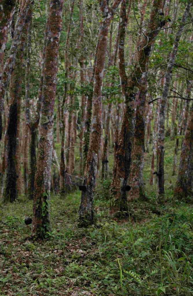Foto oleh Alexey Demidov: https://www.pexels.com/id-id/foto/pohon-karet-pertanian-agrikultura-11425870/
